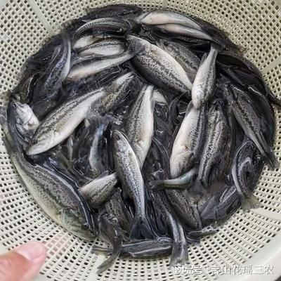 雙線側(cè)魚繁殖期飼料選擇，雙線側(cè)魚在繁殖期的飼料選擇對(duì)于健康和提高繁殖成功率至關(guān)重要