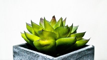 四紋虎魚缸內(nèi)植物配置，四紋虎魚缸內(nèi)植物布局技巧，