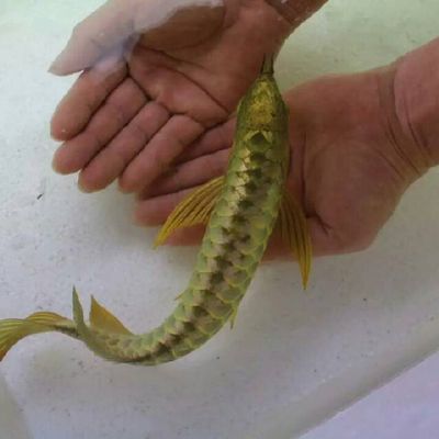 龍魚缸哪個牌子好，龍魚缸哪個牌子好探索高品質魚缸品牌選擇-品牌概述 魚缸百科 第5張