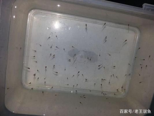 龍魚背景圖片大全大圖，如何找到龍魚背景圖片大全大圖？ 水族問答