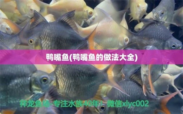 黑影道人魚食物鏈位置，黑影道人魚在食物鏈中的具體位置，黑影道人魚的天敵有哪些 觀賞魚市場（混養(yǎng)魚） 第4張