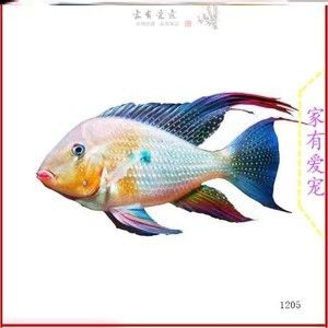 白子關刀魚苗，白子關刀魚苗價格 觀賞魚市場（混養(yǎng)魚） 第4張