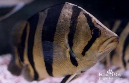 泰國虎魚最佳飼養(yǎng)水體大小，泰國虎魚最佳飼養(yǎng)水體大小的相關信息 虎魚百科 第5張