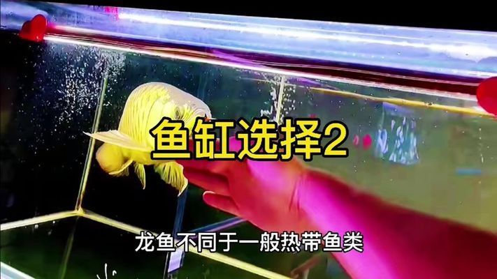 龍魚魚缸選擇，關(guān)于龍魚魚缸的一些建議