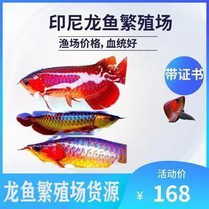 全國最大的龍魚網(wǎng)站在哪里，全國最大的龍魚網(wǎng)站 虎魚百科 第2張