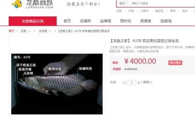 龍魚之家店員工，龍魚之家員工隊伍相對穩(wěn)定 龍魚百科 第5張