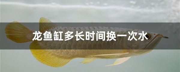 龍魚缸幾天換一次水最好呢，如何判斷龍魚缸換水的頻率 魚缸百科 第4張