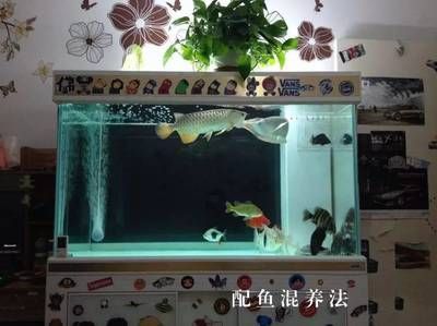 黃金河虎魚(yú)混養(yǎng)缸體要求，黃金河虎魚(yú)混養(yǎng)缸體的要求由于其體型龐大，成年后可達(dá)120厘米 虎魚(yú)百科 第3張