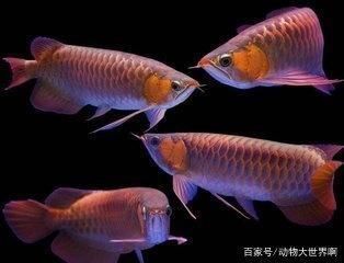 龍魚(yú)溫度多少度合適養(yǎng)魚(yú)呢，龍魚(yú)養(yǎng)殖水溫監(jiān)控方法 龍魚(yú)百科 第5張