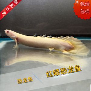 虎斑恐龍魚過胖的常見原因，虎斑恐龍魚過胖的一些常見原因 虎魚百科 第5張