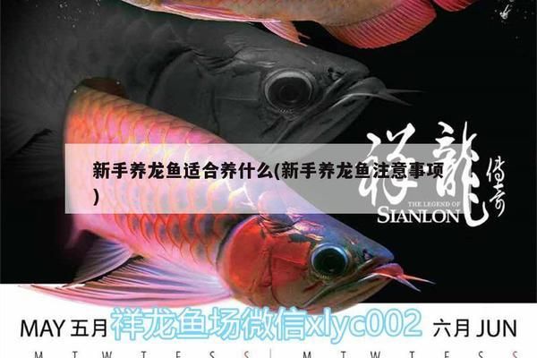 福滿鉆魚(yú)飼料搭配建議，關(guān)于福滿鉆魚(yú)飼料的搭配建議 觀賞魚(yú)市場(chǎng)（混養(yǎng)魚(yú)） 第5張