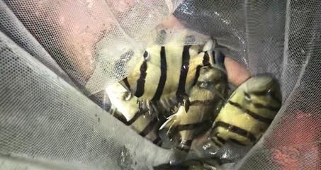 三紋虎魚飼料保存方法介紹，三紋虎魚飼料保存誤區(qū)解析三紋虎魚飼料保存誤區(qū) 虎魚百科 第3張