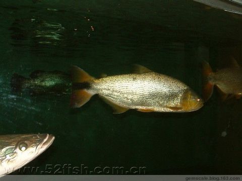 阿根廷黃金河虎魚(yú)特點(diǎn)，阿根廷黃金河虎魚(yú)與巴西型黃金河虎魚(yú)最佳飼養(yǎng)環(huán)境 虎魚(yú)百科 第2張