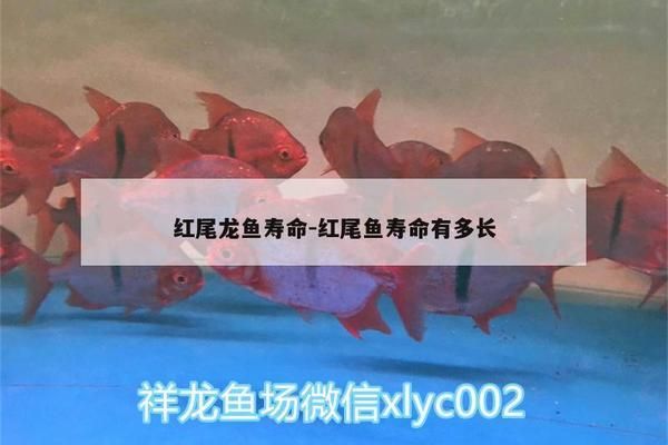 泰國虎魚馴餌技巧詳解，泰國虎魚最佳飼料選擇，泰國虎魚活餌消毒方法，泰國虎魚訓(xùn)餌成功案例