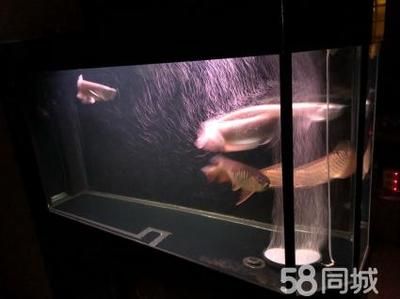 金龍魚游在魚缸底部，金龍魚在魚缸底部游動，金龍魚游在魚缸底部可能由多種原因引起 魚缸百科 第3張