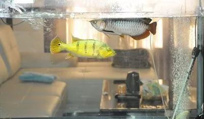 金三間魚，金三間魚最佳飼料選擇