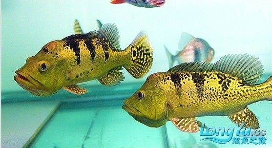 金三間魚，金三間魚最佳飼料選擇