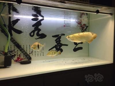 龍魚可以與什么魚混養(yǎng)，與龍魚混養(yǎng)的一些建議 龍魚百科 第4張