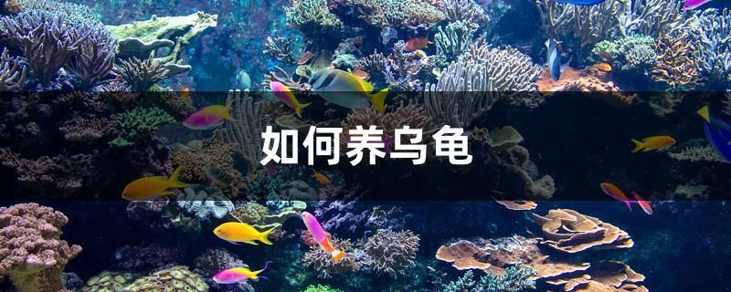 印尼三紋虎遺傳缺陷預(yù)防，印尼三紋虎遺傳缺陷預(yù)防摘要：印尼三紋虎遺傳缺陷 虎魚(yú)百科 第5張