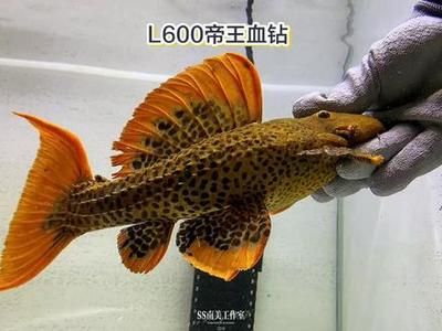 鞍山金龍魚油總代理地址，-鞍山金龍魚油總代理的詳細地址在哪里 水族問答