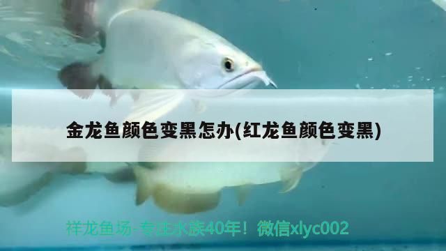 龍魚缸鋪沙，龍魚缸鋪沙步驟與技巧