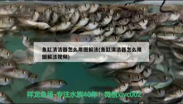 龍魚缸鋪沙，龍魚缸鋪沙步驟與技巧 魚缸百科 第4張