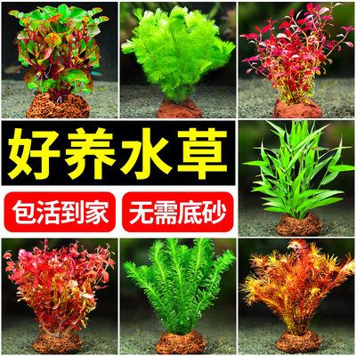 蘇虎魚缸水草選擇指南，如何選擇適合蘇虎魚缸且易于養(yǎng)護(hù)的水草 虎魚百科 第2張