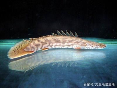 恐龍魚不喂食能活多久，恐龍魚在不喂食的情況下能存活幾周到一個(gè)月不等