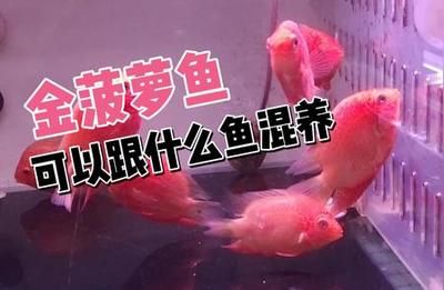 如何選擇混養(yǎng)伴侶魚種，混養(yǎng)伴侶魚種時需要考慮多個因素以確保魚缸的和諧與魚類的健康 虎魚百科 第5張