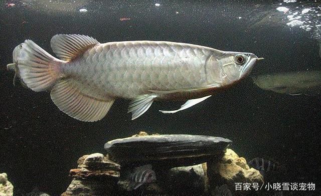 青龍魚混養(yǎng)注意事項(xiàng)，青龍魚混養(yǎng)水質(zhì)管理技巧 虎魚百科 第2張