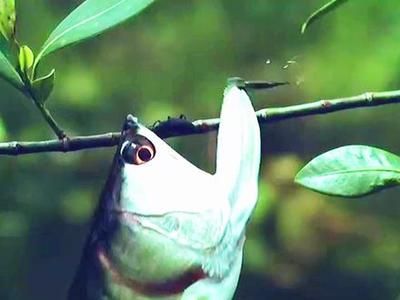 龍魚缸多高合適養(yǎng)魚，如何選擇適合的龍魚缸高度