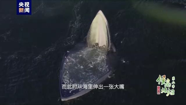 銀龍魚水霉病圖片，關(guān)于銀龍魚水霉病的問題 水族問答