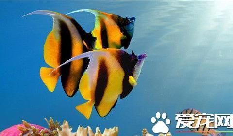 不同熱帶魚適宜水溫，不同種類的熱帶魚適宜水溫調(diào)節(jié)方法熱帶魚水溫控制技巧 虎魚百科 第2張