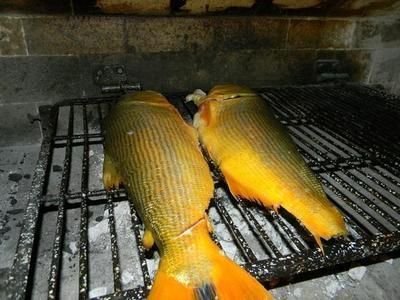 四紋虎魚飼料與活餌的營養(yǎng)對比，四紋虎魚飼料和活餌在營養(yǎng)成分上有一定的相似性 虎魚百科 第5張