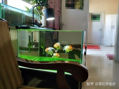 龍魚一缸可以養(yǎng)幾條，一缸可以養(yǎng)幾條龍魚