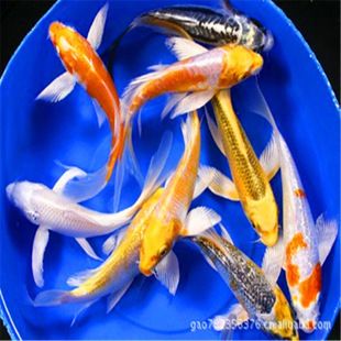 飛鳳魚苗飼料品牌推薦，飛鳳魚苗飼料品牌 觀賞魚市場（混養(yǎng)魚） 第3張