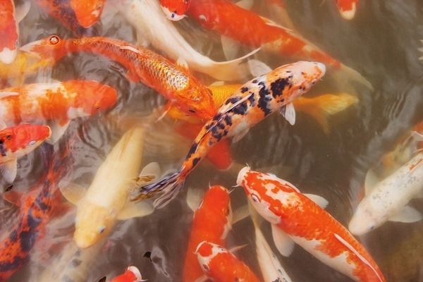 混養(yǎng)申古三間魚的兼容品種，混養(yǎng)申古三間魚的兼容品種雷龍魚與泰國虎混養(yǎng)注意事項 虎魚百科 第1張