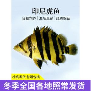 四紋虎魚營養(yǎng)均衡食譜，四紋虎魚人工飼料選擇指南：四紋虎魚人工飼料選擇指南