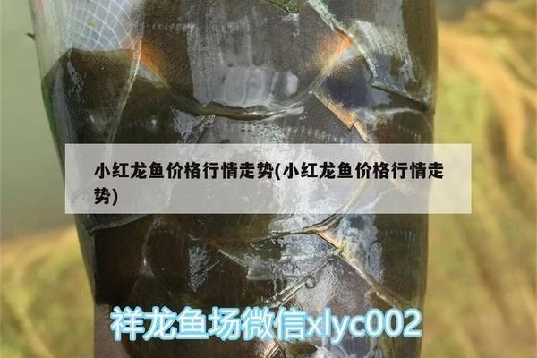 金龍魚很貴，為什么金龍魚的價格這么高？ 水族問答