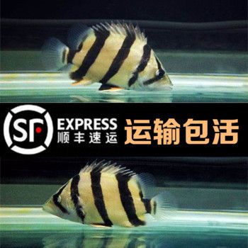 三紋虎魚飼料品牌推薦，三紋虎魚飼料品牌推薦：三紋虎魚的飼料品牌推薦 虎魚百科 第4張