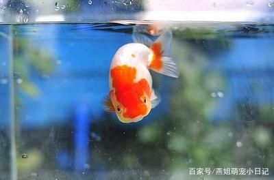 金魚適宜的水溫范圍，金魚最適宜的水溫范圍是20到28攝氏度的水溫范圍 觀賞魚市場(chǎng)（混養(yǎng)魚） 第4張