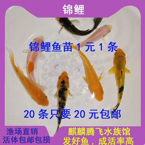 龍鳳鯉魚的選購技巧，如何判斷龍鳳鯉魚品質(zhì) 觀賞魚市場（混養(yǎng)魚） 第5張