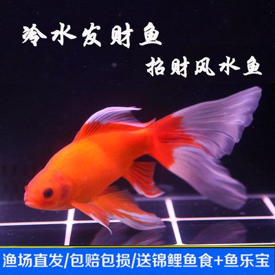 龍鳳鯉魚的選購技巧，如何判斷龍鳳鯉魚品質(zhì) 觀賞魚市場（混養(yǎng)魚） 第4張