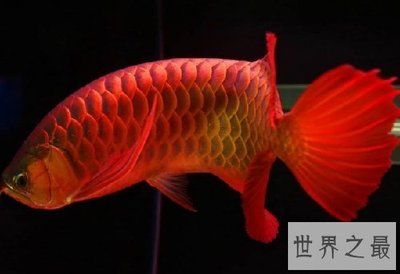 金龍魚(yú)怎么喂養(yǎng)，金龍魚(yú)的喂養(yǎng)需要注意以下幾點(diǎn) 龍魚(yú)百科 第3張