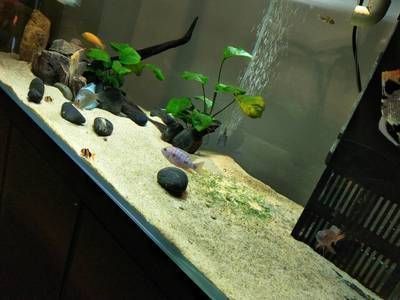 蘇虎苗飼料安全檢測方法，蘇虎苗飼料安全性評價標準 虎魚百科 第2張