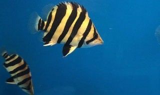 蘇虎苗飼料安全檢測方法，蘇虎苗飼料安全性評價標準 虎魚百科 第1張