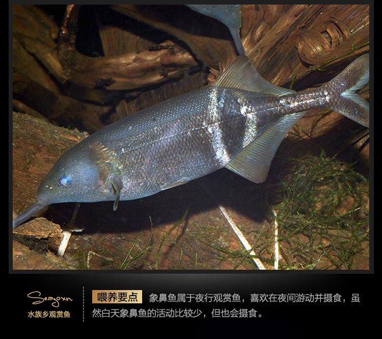 如何鑒別非洲象鼻魚的品種，非洲象鼻魚品種的鑒別 觀賞魚市場（混養(yǎng)魚） 第3張