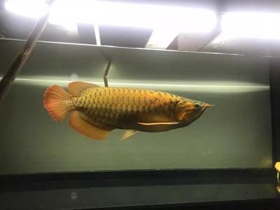 龍魚(yú)潛水燈放水里好還是不放，如何選擇適合龍魚(yú)的潛水燈 龍魚(yú)百科 第3張