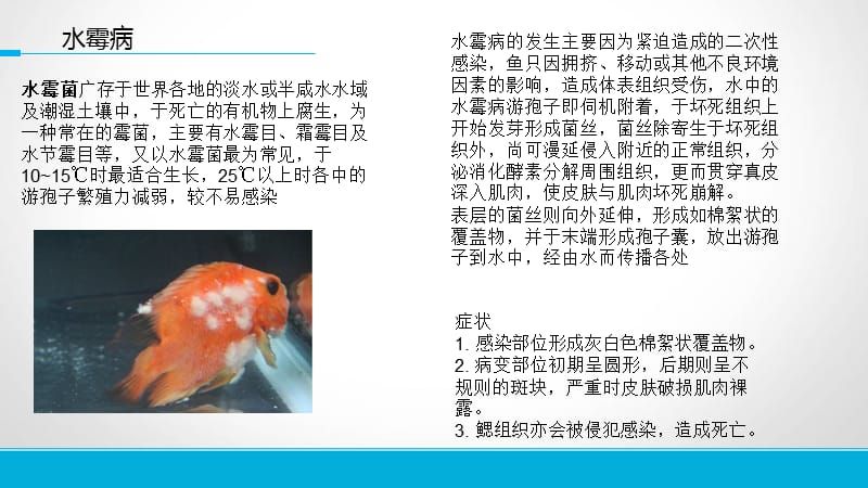 觀賞魚疾病預防通用策略，關于觀賞魚疾病預防的通用策略 觀賞魚市場（混養(yǎng)魚） 第2張