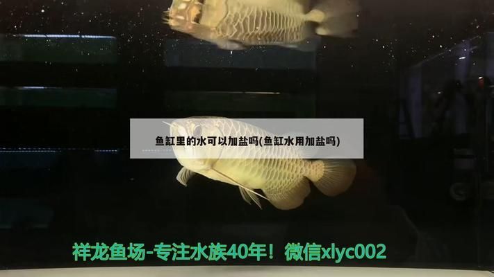 白化火箭魚食欲減退的原因，白化火箭魚食欲減退可能由多種因素導(dǎo)致 觀賞魚市場（混養(yǎng)魚） 第4張